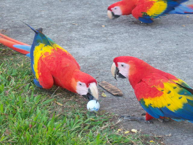 los-delfines-golf-country-club-costa-rica